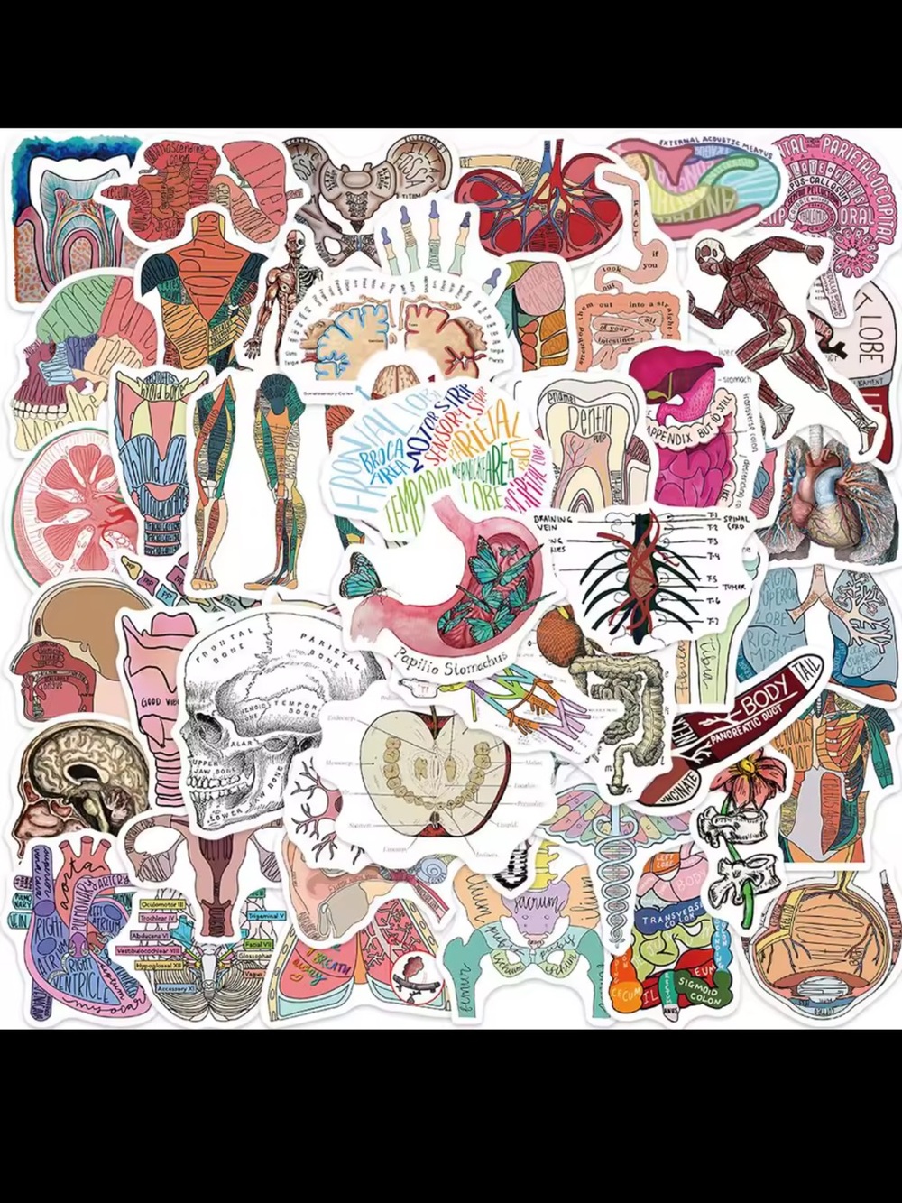 $1 Anatomical Sticker set. $1 WITH ANY $10 ORDER OR MORE